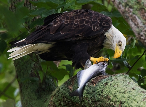 Bald Eagle on large tree limb beginning to tear open a fresh catch of fish to eat.