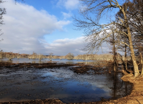 Cypress trees in a swamp setting, deep blue waters and brown tree with no leaves in the fall at Yazoo NWR