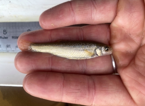 Hand holding a small fish