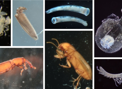 Texas groundwater invertebrates