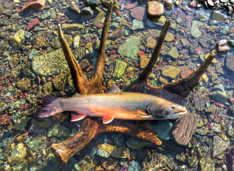 Large fish laying in an antler in water on top of a bed of colorful stones 