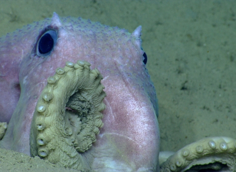 an octopus sits half-buried in sediment on the ocean floor. It's tentacles curl up and rest against its head