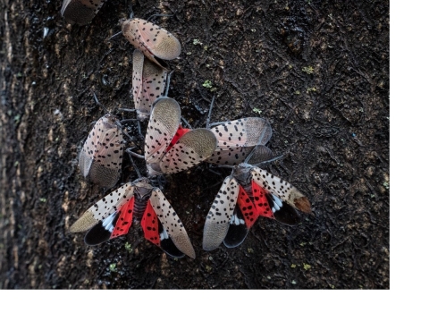 red and grey spotted insects gather on tree bark