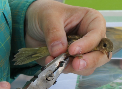Band being applied to a bird's leg