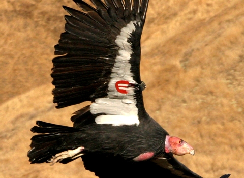 A large black bird with a red wing tag in flight