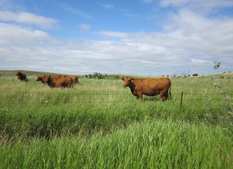 Brown cows grazing in a pasture. 