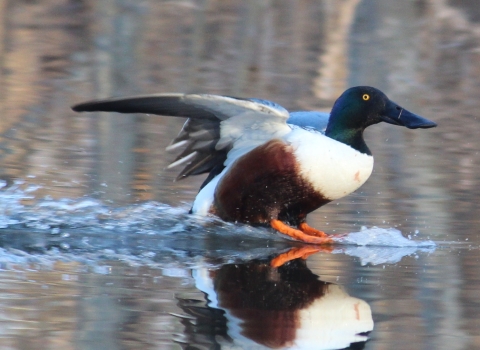 Northern Shoveler