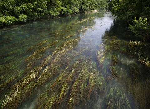 Views of the Texas wild rice beds in the San Marcos River. 