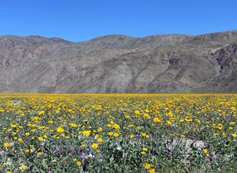 yellow flowers in a desert landscape with mountains in the background