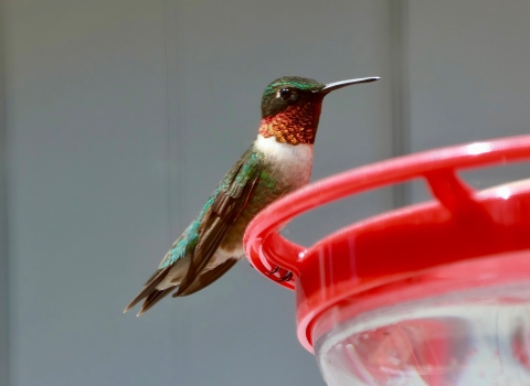 A green hummingbird with white chest and red throat perches at red feeder