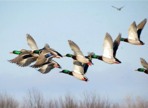 Mallards Flying