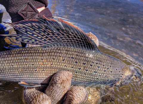 The colorful back of an Arctic grayling is held just out of clear waters by a gloved hand