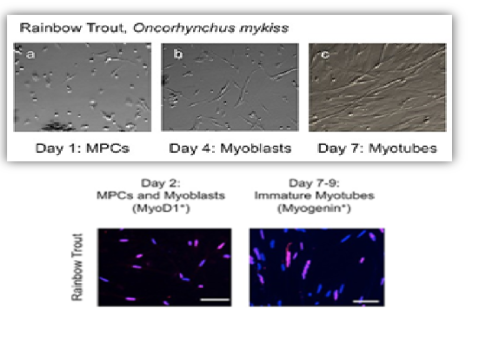 RBT MPC Myoblasts and Myotubes