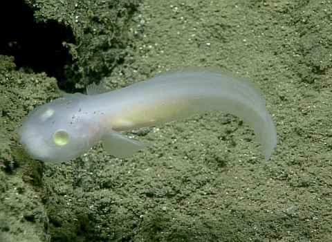 Translucent ghost fish with what look like yellow button eyes swims past rocks in the deep ocean. 