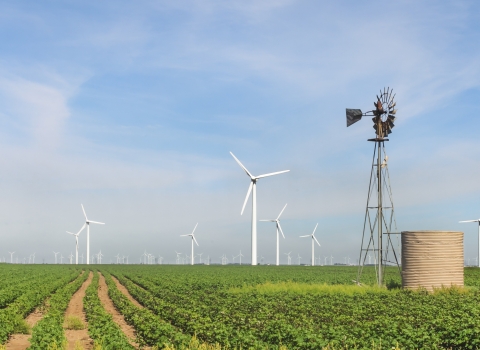 wind turbines in the distance, rows of crops and old windmill in the foreground.