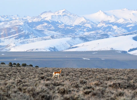 pronghorn in a field of sagebrush against a snowy mountain backdrop