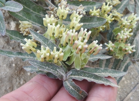 Three fingers hold a prostrate milkweed in bloom.