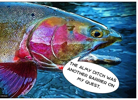 Bear River Cutthroat Trout with a speech bubble reading "The Almy Ditch was another barrier on my quest"