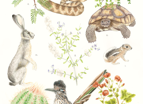 Illustration of several species found in the Creosote community life zone.