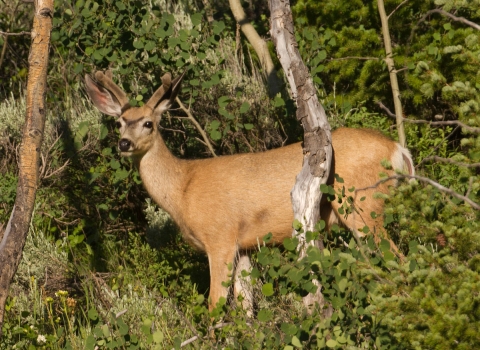 Deer in velvet