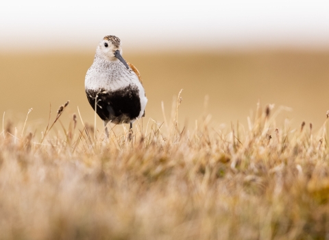 A small bird with a black belly and long downcurved black bill stands in the grassy tundra