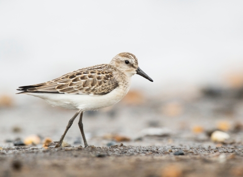 Image of shorebird