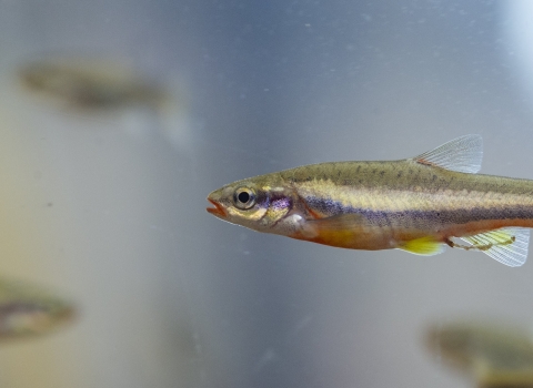A laurel dace floats in a body of water with other laurel dace. It has lateral stripes on its narrow body, with scales of red, grey, yellow, and green. 