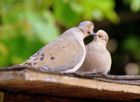 Male and female mourning doves touching beaks with their eyes closed on a roof with a blurred bright green background of trees.