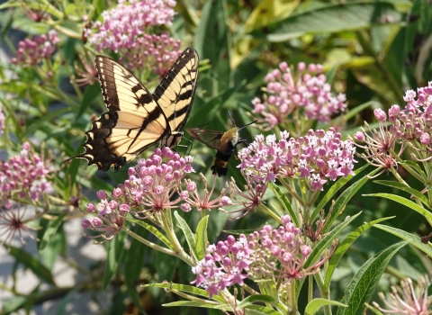 close-up view of a butterfly and a hummingbird moth sipping nectar from some pink flowers. 