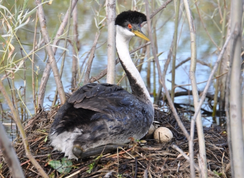 A western grebe sitting on a nest at Deer Flat National Wildlife Refuge