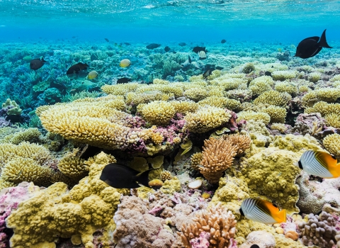 The coral reef of Palmyra. Each coral is brightly colored in hues of pink, orange, and yellow. Fish swim above them through a bright blue ocean. 