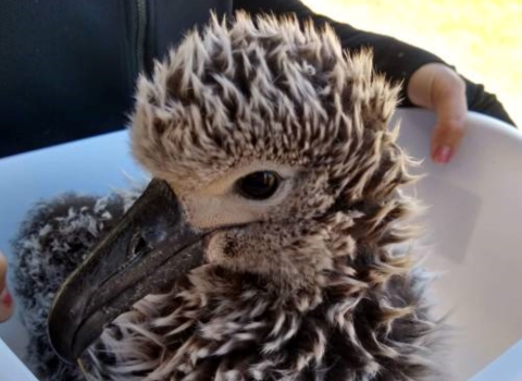 A kaʻupu chick sits in a tub ready for feeding. It has fluffy fur that is grey.