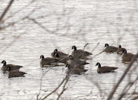 Flock of geese floating in gray water. Water has small waves and there are bare branches on the bank.