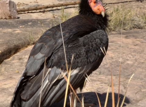 A large black bird with a pink and orange face sits on brown and red rock.