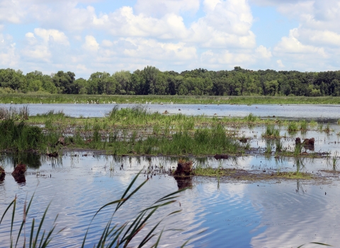 Horicon Marsh