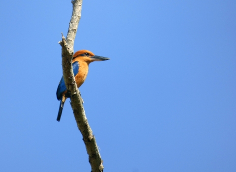 A cinnamon-brown bird with bright blue wings and tail sits on a branch. It has a long, heavy bill.