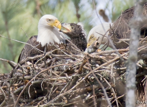Bald eagle breeding pair in nest with chick