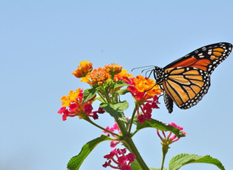 Monarch butterfly