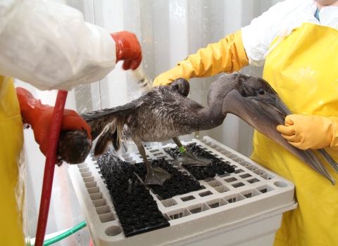 A brown pelican covered in oil receives an extensive cleaning following the Deepwater Horizon oil spill. 