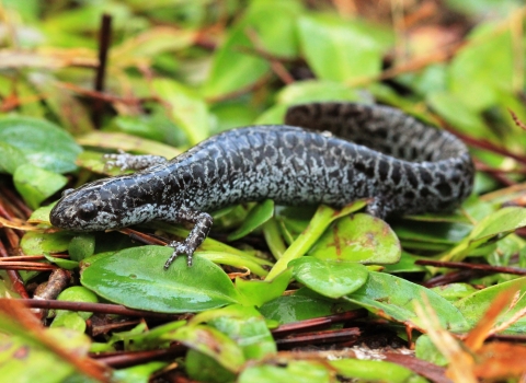 A black and white salamander atop greenery.