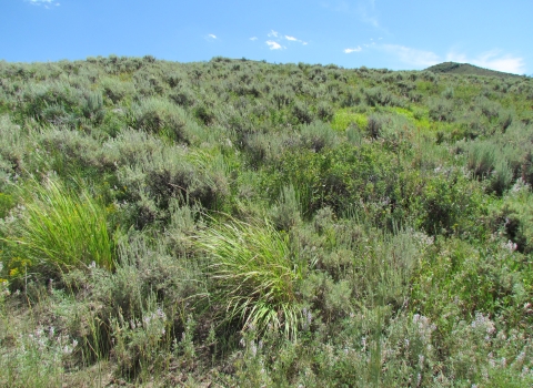 abundance and variety of greenish yellow grasses and shrubby sagebrush plants