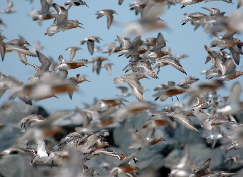 Dozens of birds take off in flight 