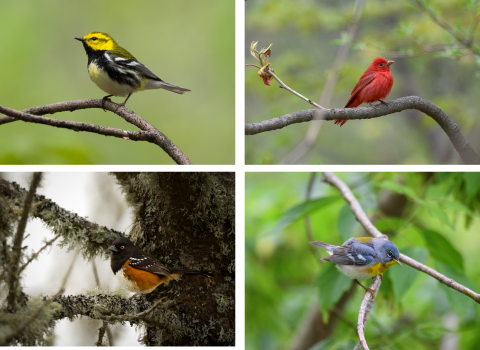 Various birds perched including a black-throated green warbler (Setophaga virens), summer tanager (Piranga rubra), spotted towhee (Pipilo maculatus), and northern parula (Setophaga americana). Photo Credit: Jake Bonello/USFWS 