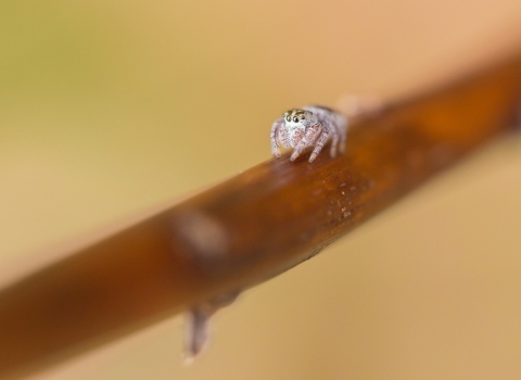 A light tan nearly white spider crawls down a branch. The image is close up highlighting the spiders large, round eyes. 