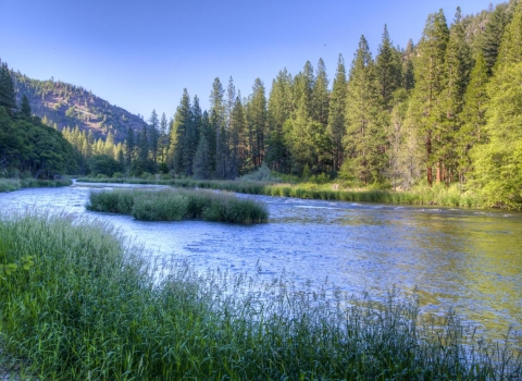 river with trees and plants