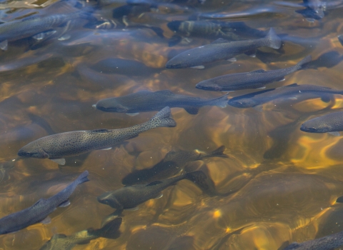 Dark gray fish are visible beneath the surface of clear water.