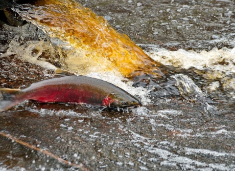 a fish in water by a log