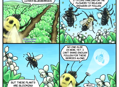 Comic style images of bees and blueberry plants with white flowers in a farm