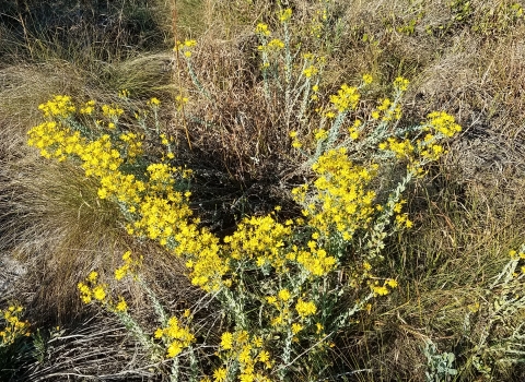 Flowering bush with yellow flowers in the Florida scrub