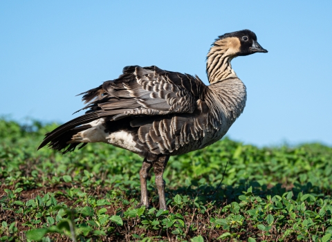 A Hawaiin goose stands on a cloudless sky day on bright green grass 